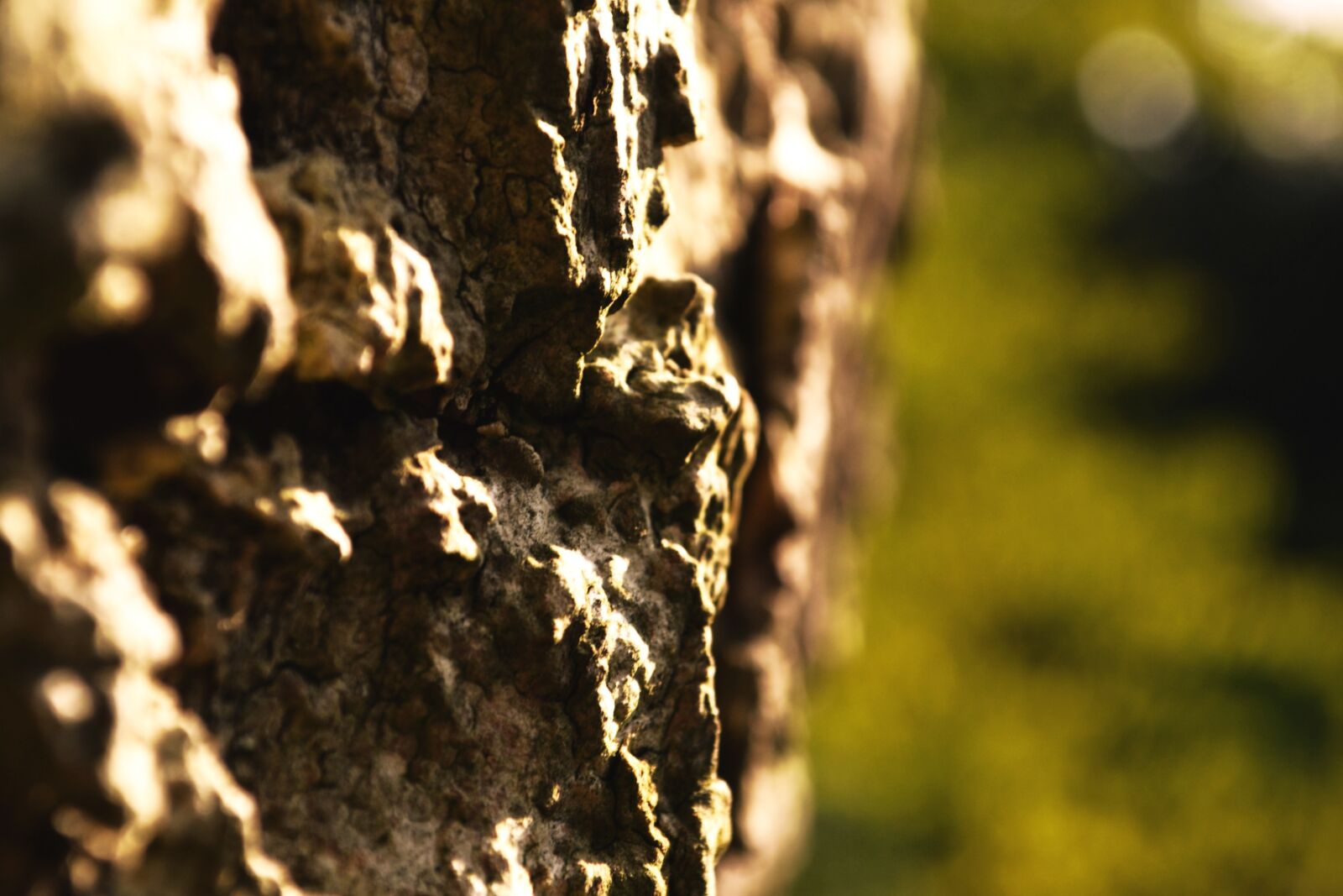 Nikon D3100 sample photo. Bark, tree, nature photography