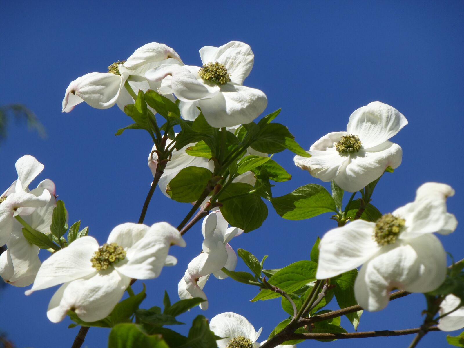 Panasonic DMC-TZ31 sample photo. Blossom, bloom, white photography