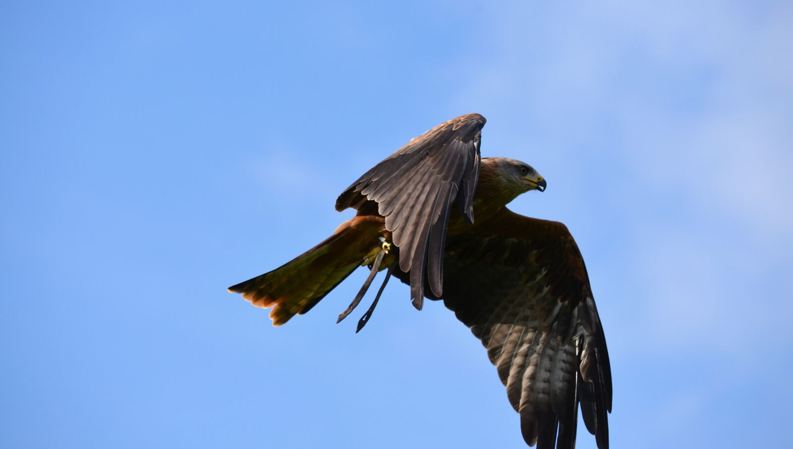 Nikon D5100 sample photo. Bird, wildlife, nature photography