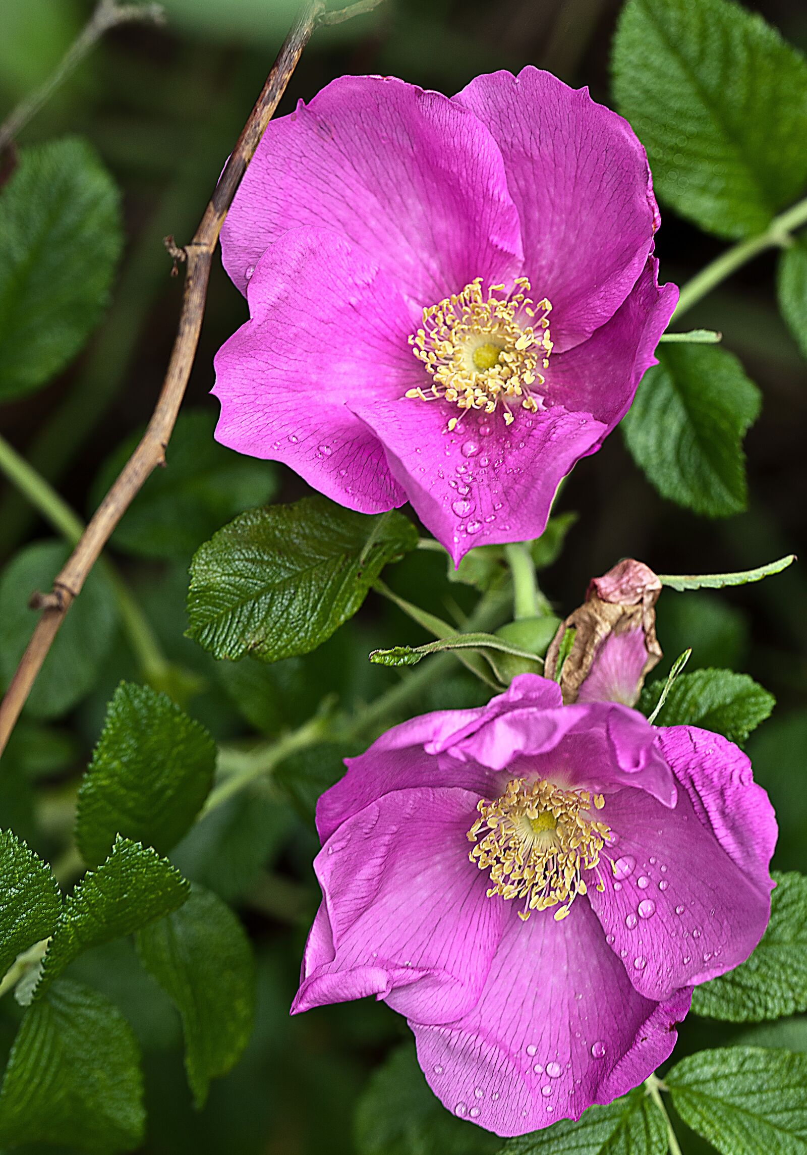 Canon EOS 5D Mark II sample photo. Flower, rose, wild rose photography
