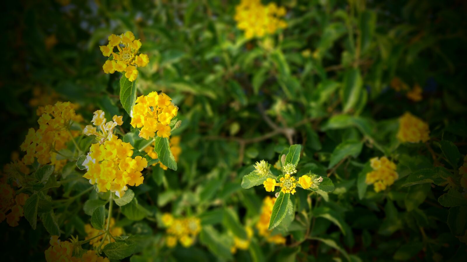 Samsung Galaxy Note4 sample photo. Beautiful, flowers, bloom, blooming photography