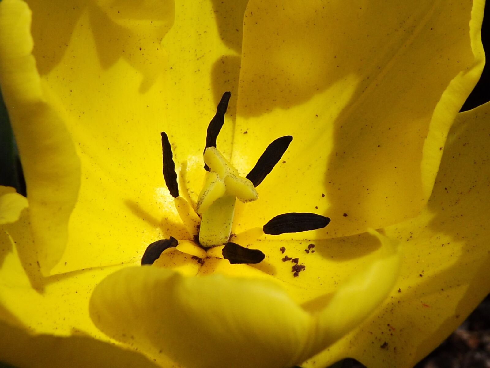 FujiFilm FinePix S4000 (FinePix S4050) sample photo. Poppy, pistil, stamens photography