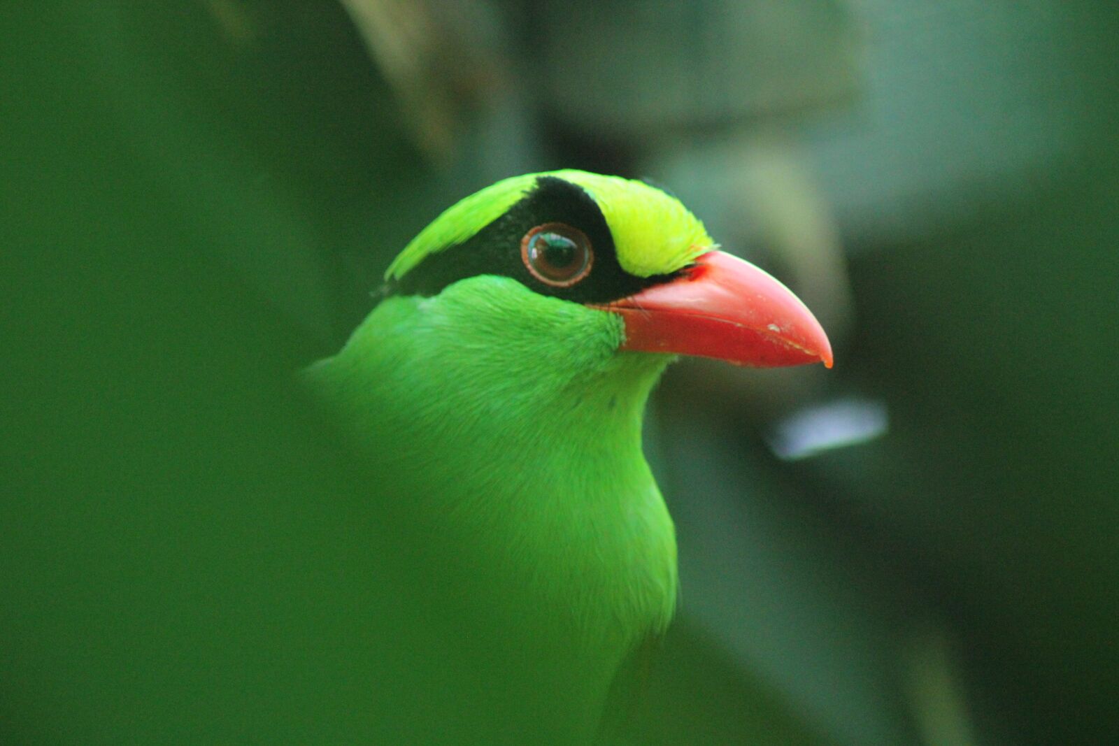 Canon EOS 550D (EOS Rebel T2i / EOS Kiss X4) sample photo. Javan green magpie, bird photography