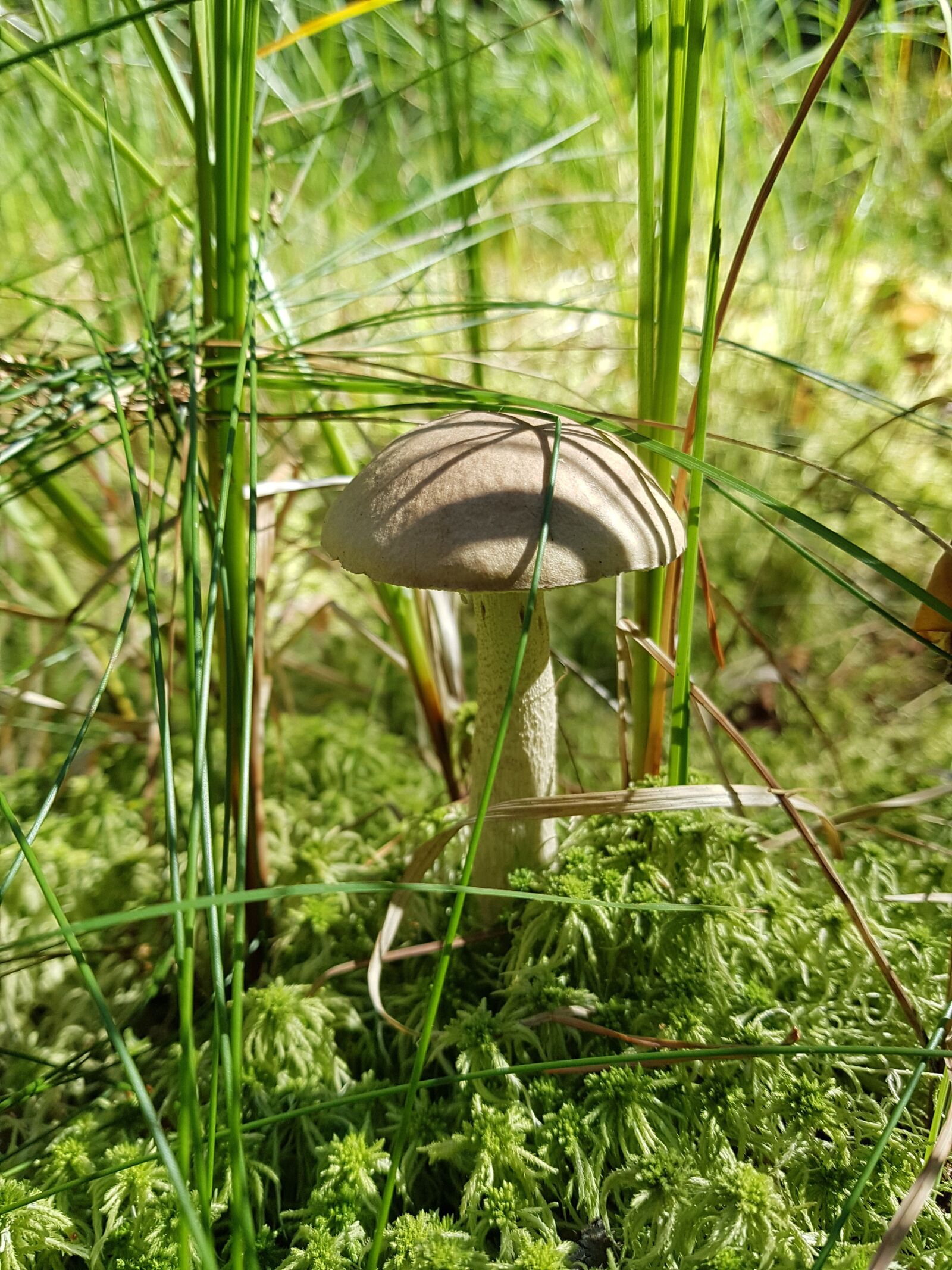 Samsung SM-G930F sample photo. Mushroom, forest, velikodvor'ye photography