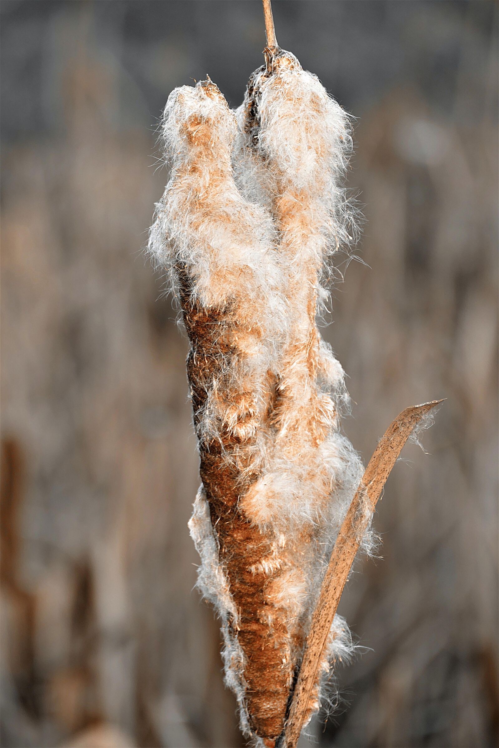 Panasonic Lumix DMC-FZ1000 sample photo. Cattail, reed, flying seeds photography