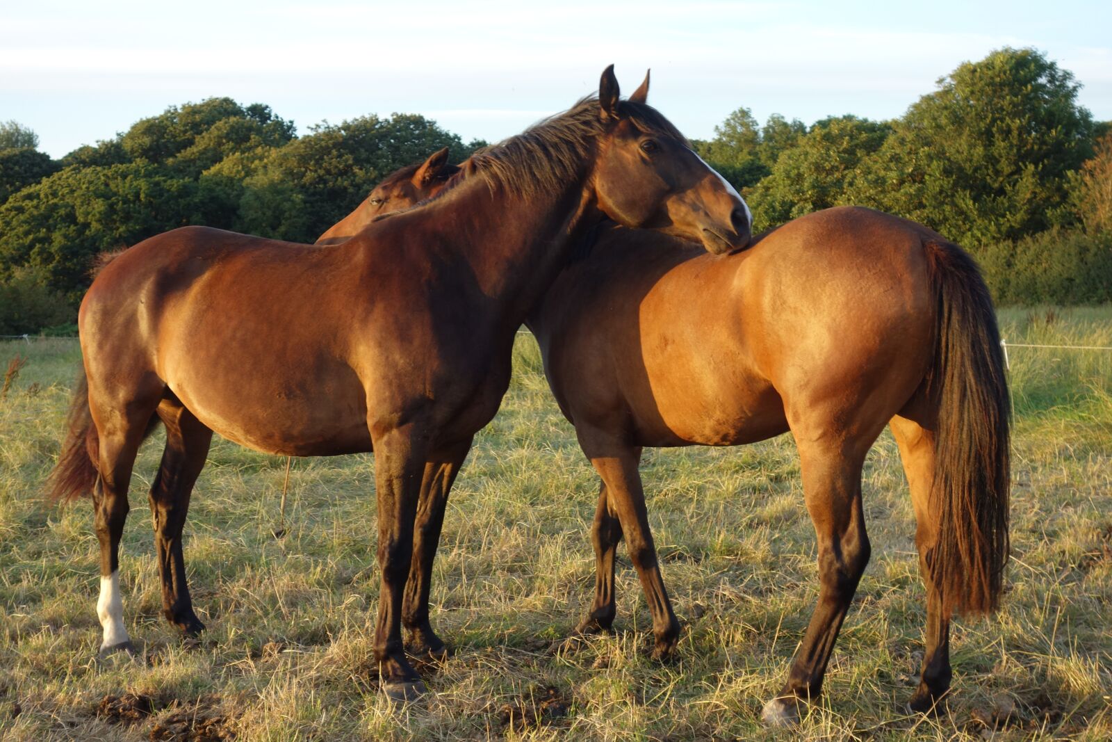 Sony Cyber-shot DSC-RX100 sample photo. Beautiful horses, equine half photography