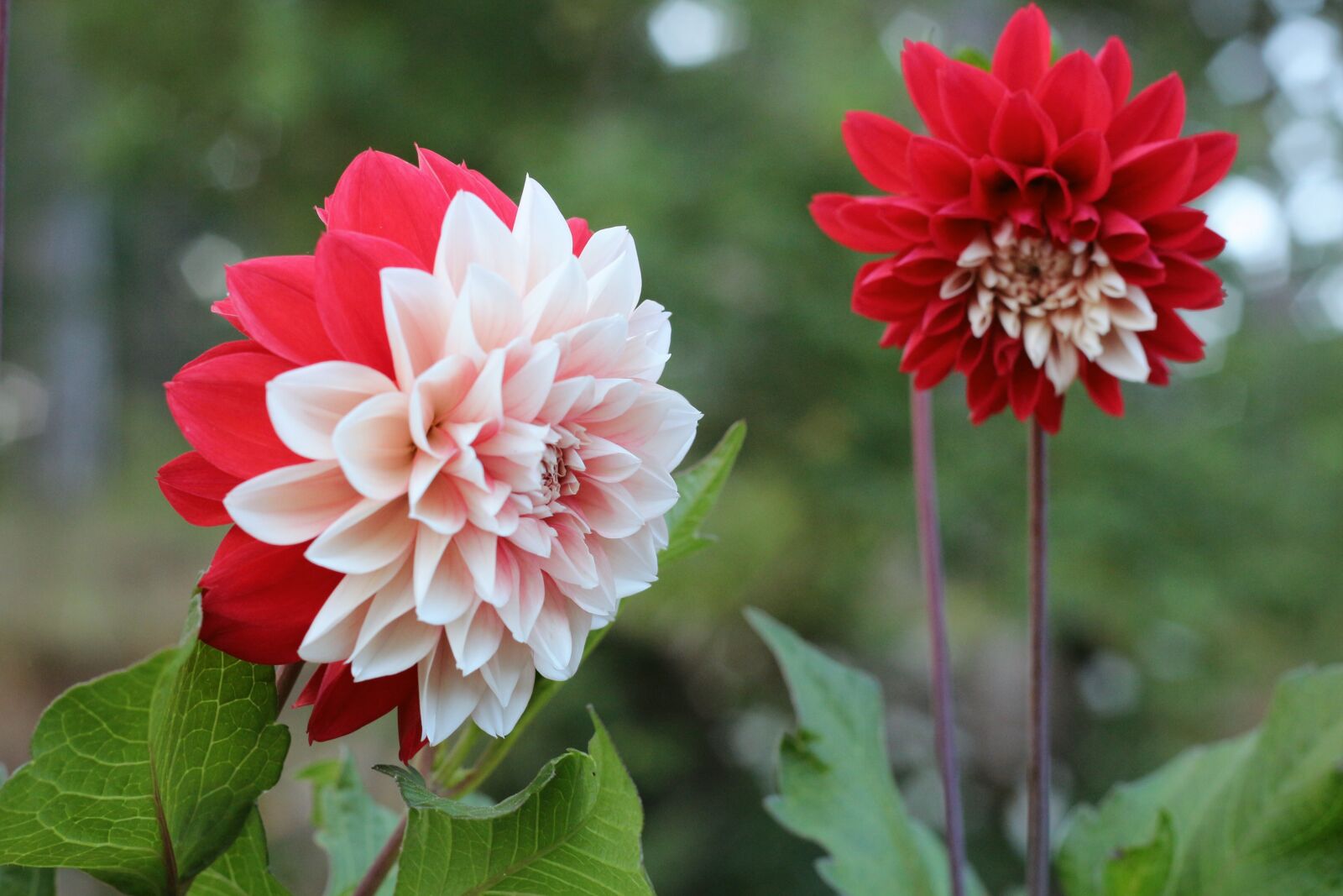 Canon EOS 650D (EOS Rebel T4i / EOS Kiss X6i) + Canon EF 50mm F1.8 II sample photo. Potato blossom, flower, red photography