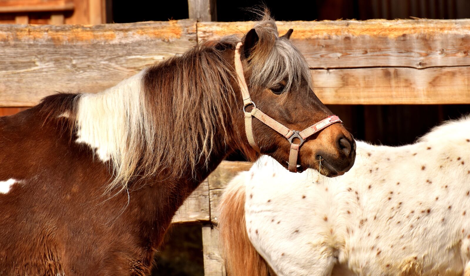 Nikon D7200 sample photo. Pony, horse, brown photography