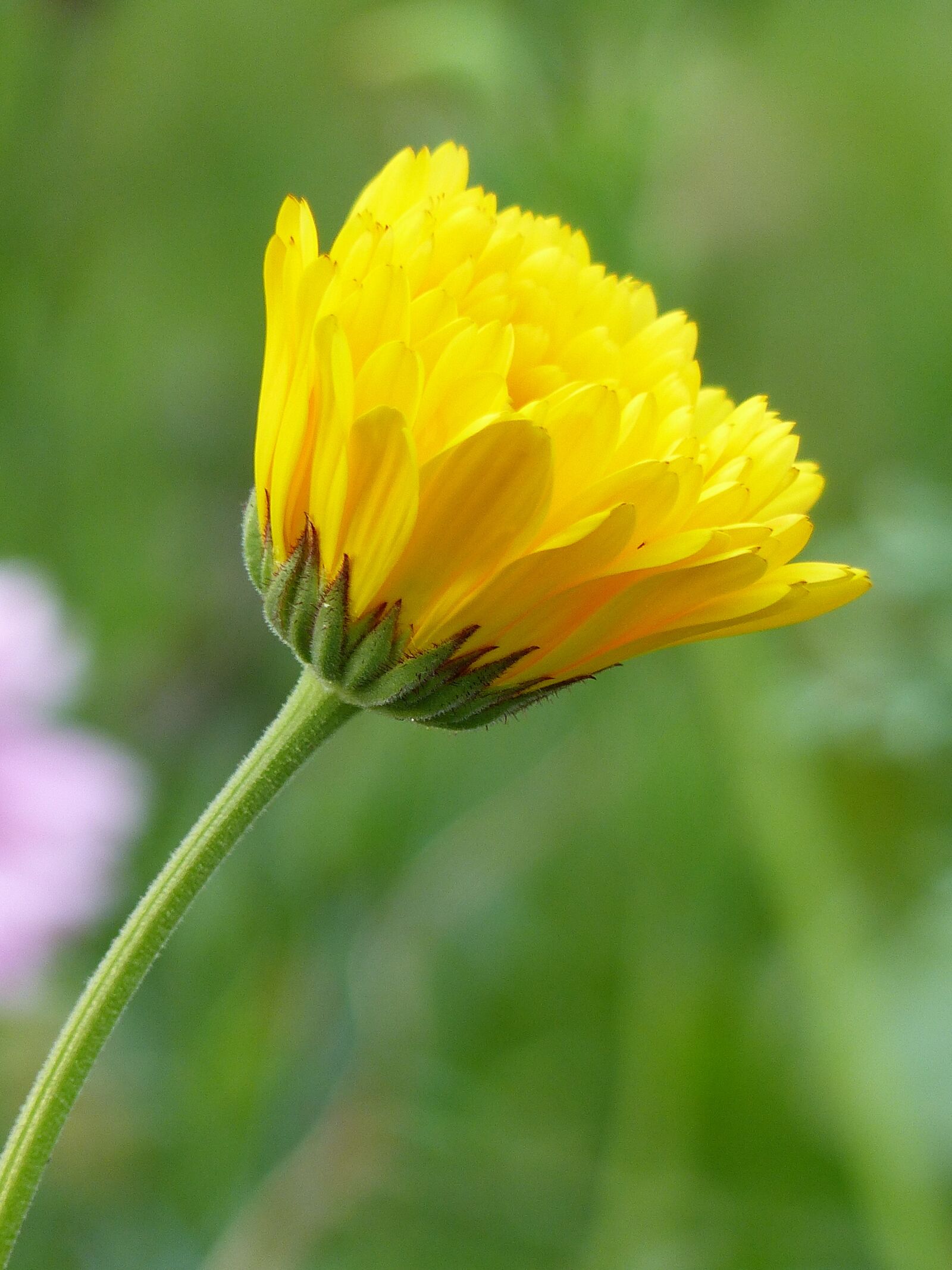 Panasonic Lumix DMC-FZ200 sample photo. Marigold, yellow, autumn photography