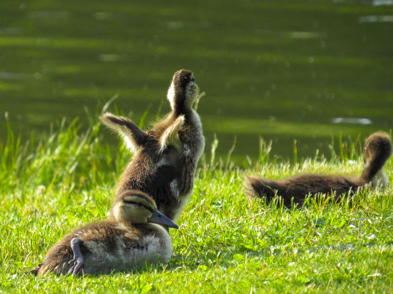 Canon PowerShot SX50 HS sample photo. Animals, ducks, chicks photography