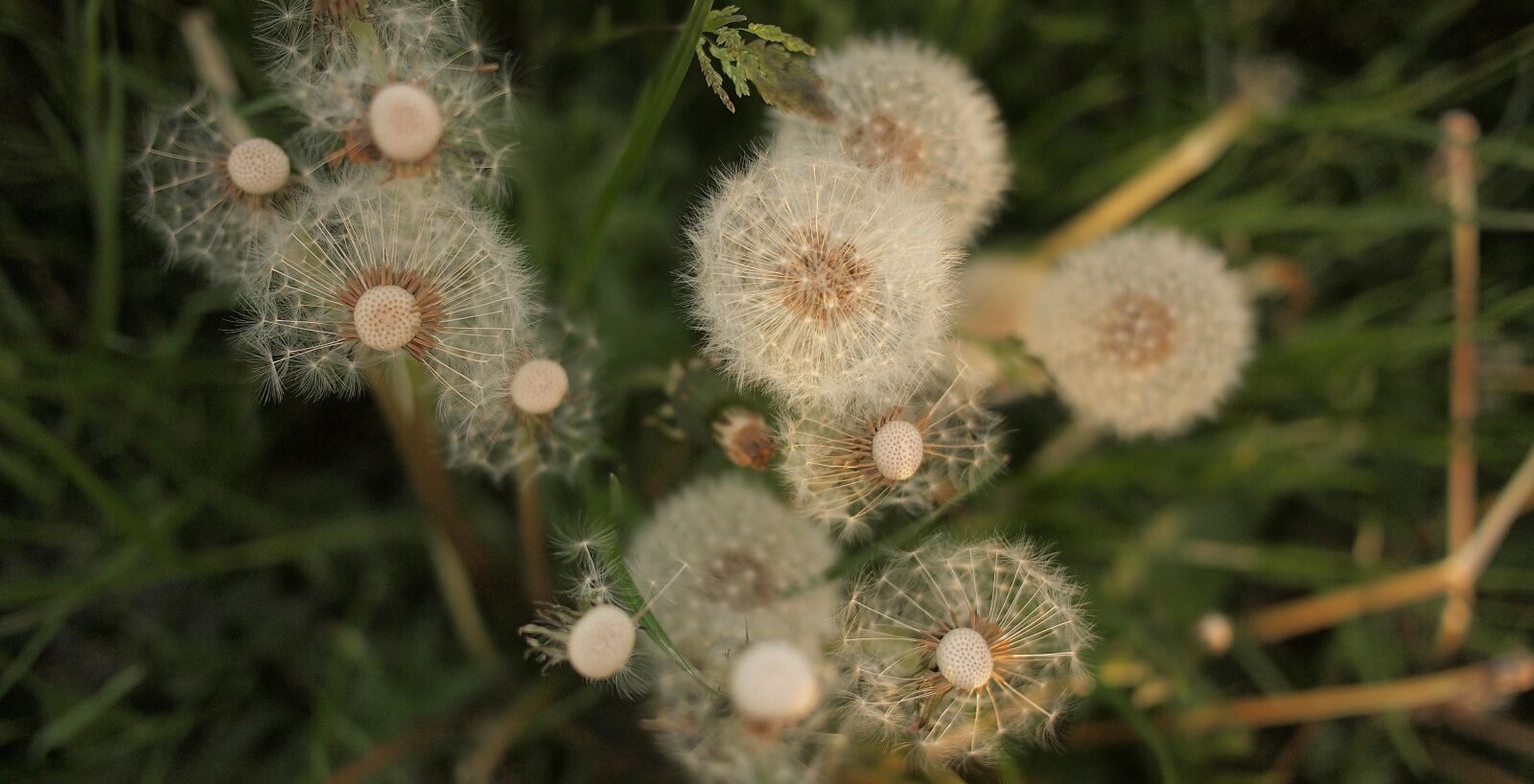 Olympus PEN E-PL1 sample photo. Dandelions, flowers, grass photography