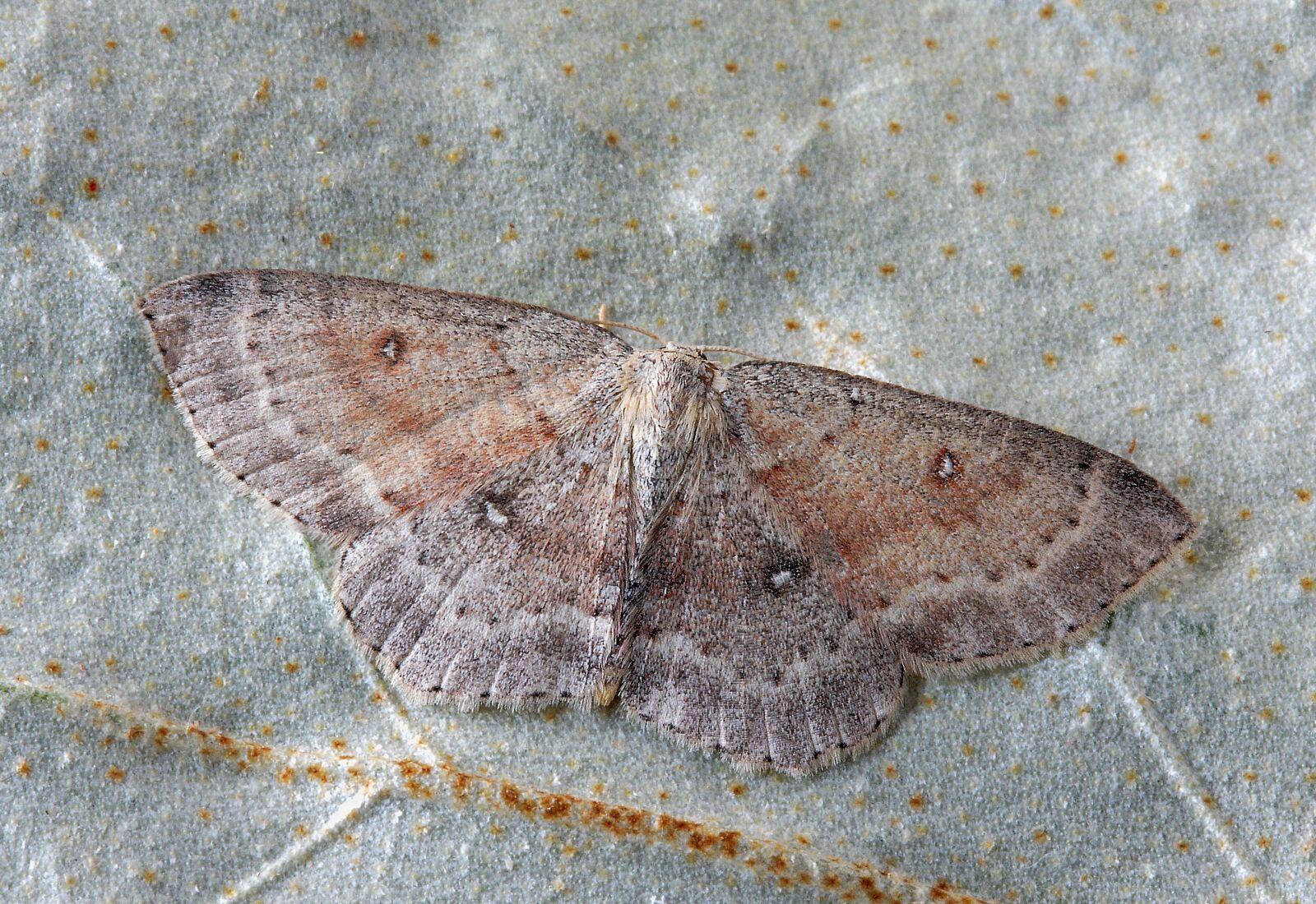 Canon EOS 400D (EOS Digital Rebel XTi / EOS Kiss Digital X) sample photo. Moth, close up, nature photography