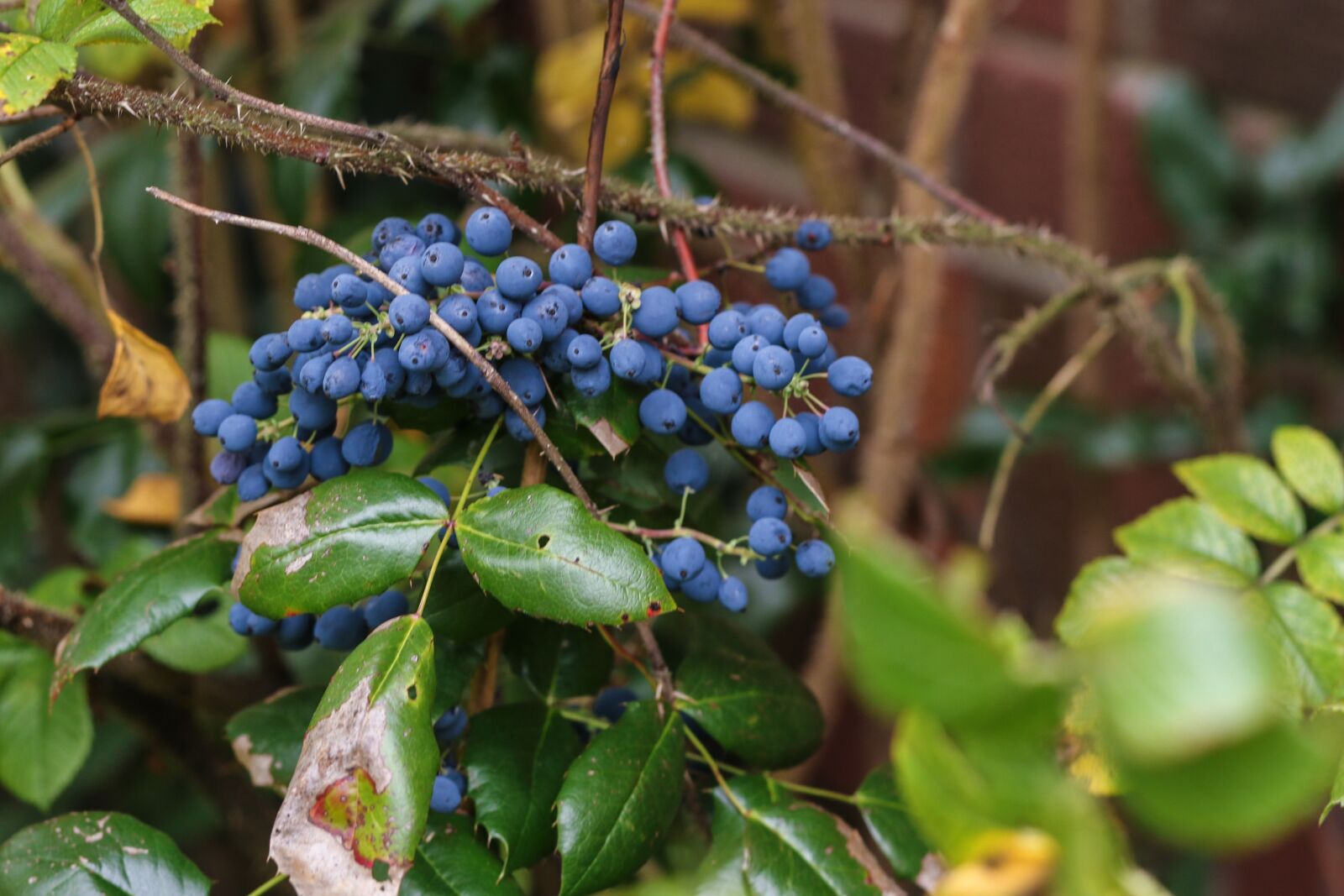 Canon EOS 7D Mark II sample photo. Berry, blue, leaves photography