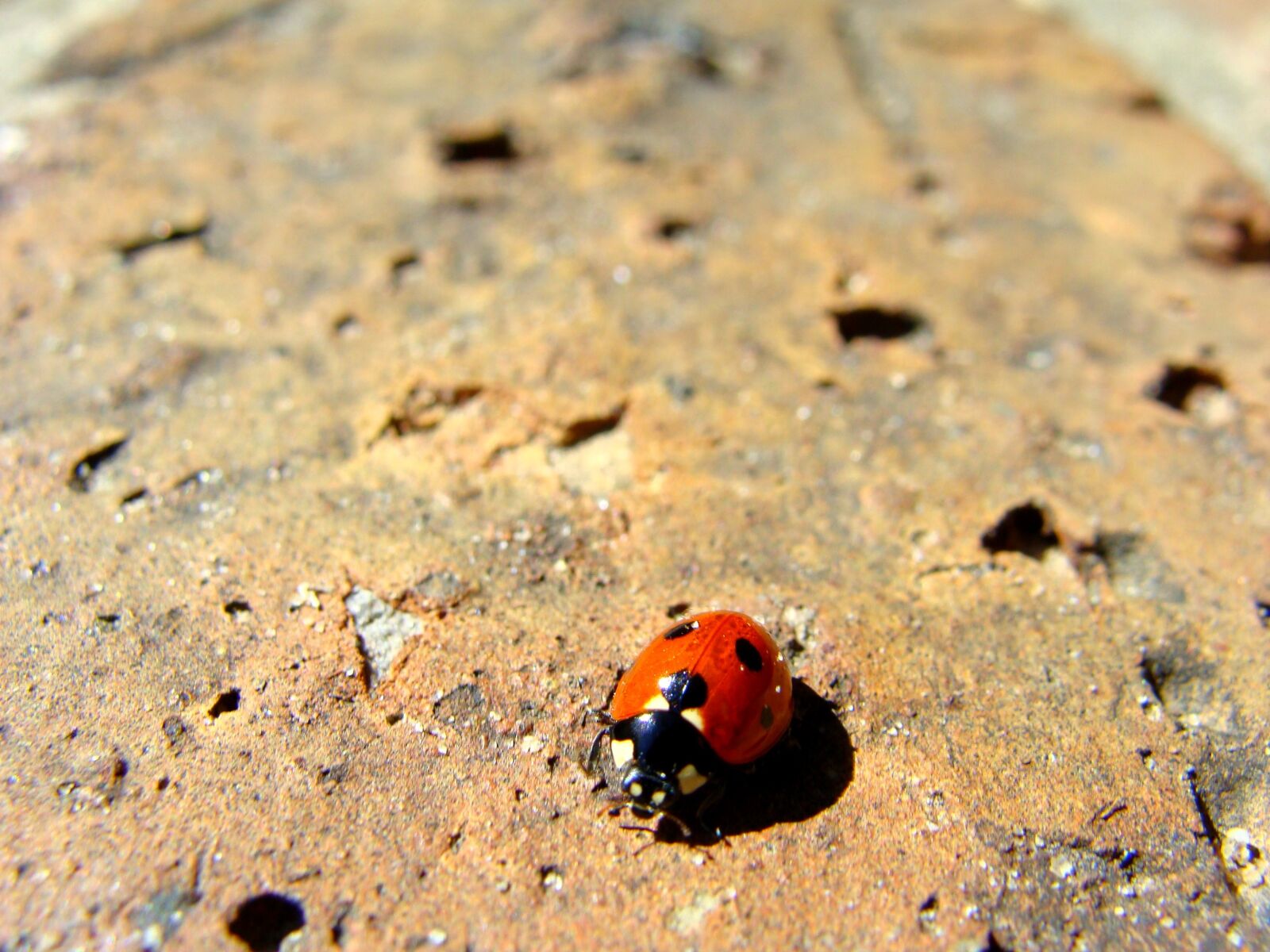 Sony Cyber-shot DSC-H10 sample photo. Lady bug, beetle, ladybug photography