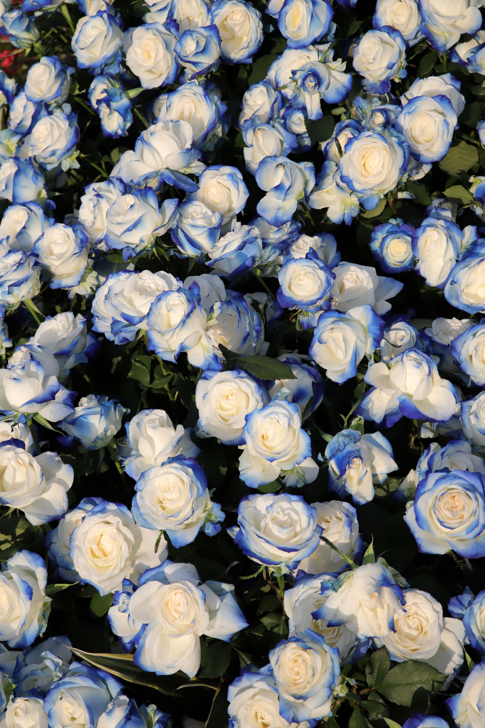 Canon EOS 6D Mark II sample photo. Rose, petal, flowers photography