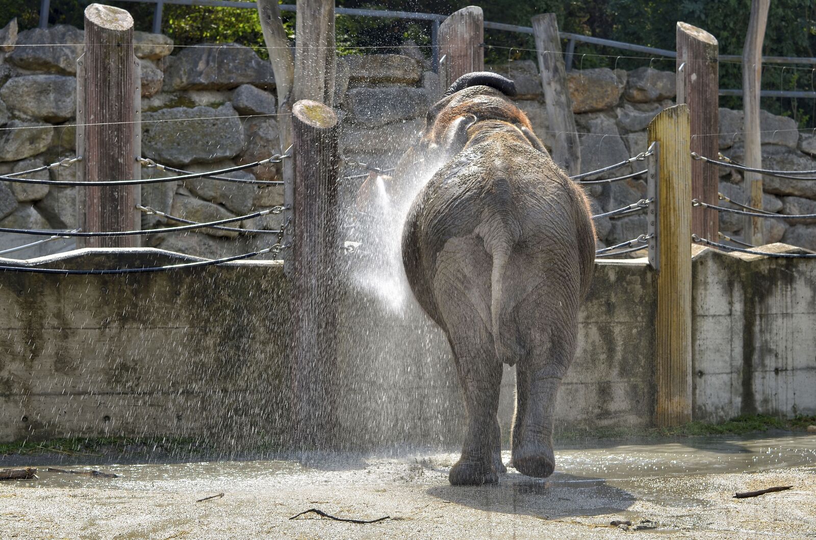 Nikon D7000 sample photo. Elephant, zoo, schönbrunn photography