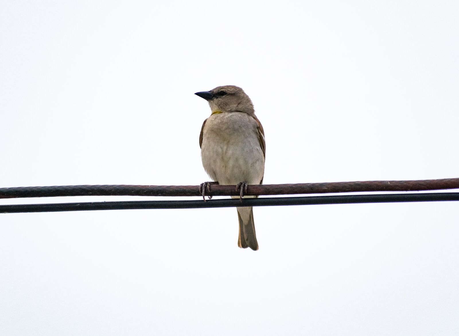 Nikon D3300 sample photo. Bird, nature, sitting photography