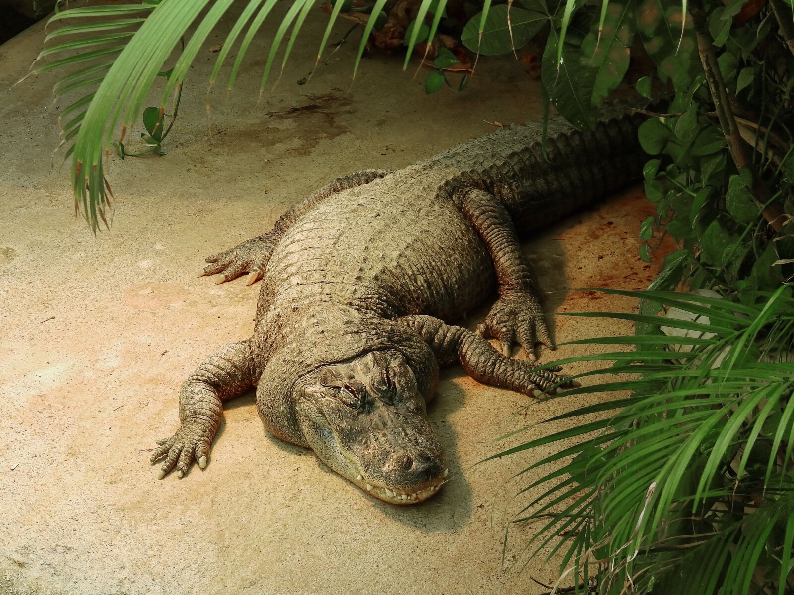 Nikon Coolpix P900 sample photo. Crocodile, reptile, animal photography