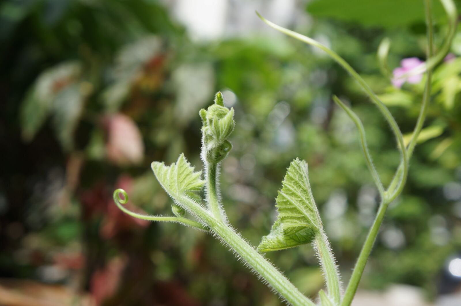 Sony Alpha NEX-5N sample photo. Germination, new students, life photography