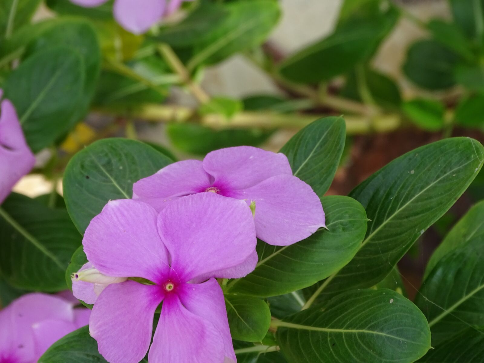 Sony Cyber-shot DSC-HX400V sample photo. Beautiful, flowers, soft photography
