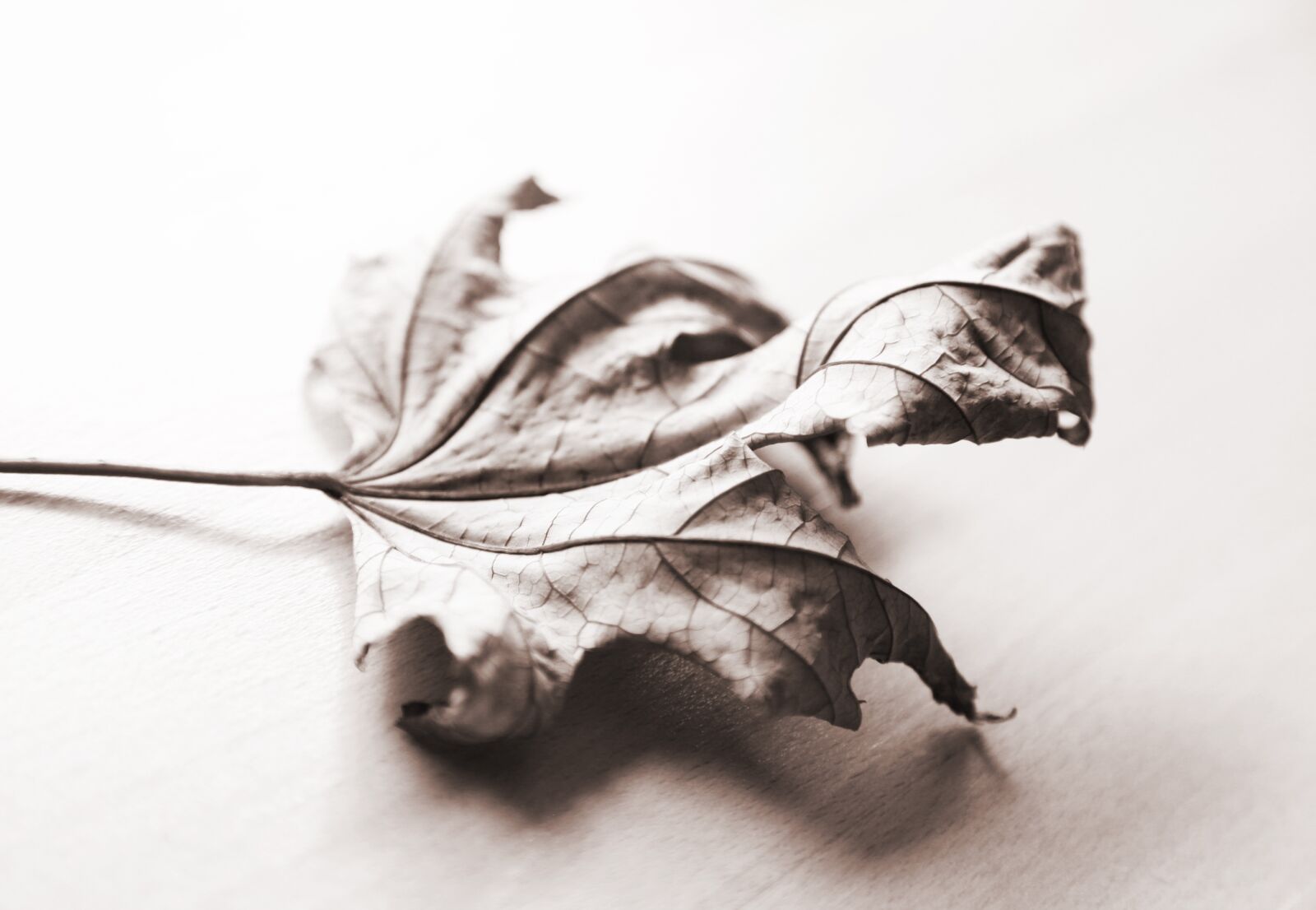 Canon EOS 5D Mark II sample photo. Autumn, maple, leaf photography