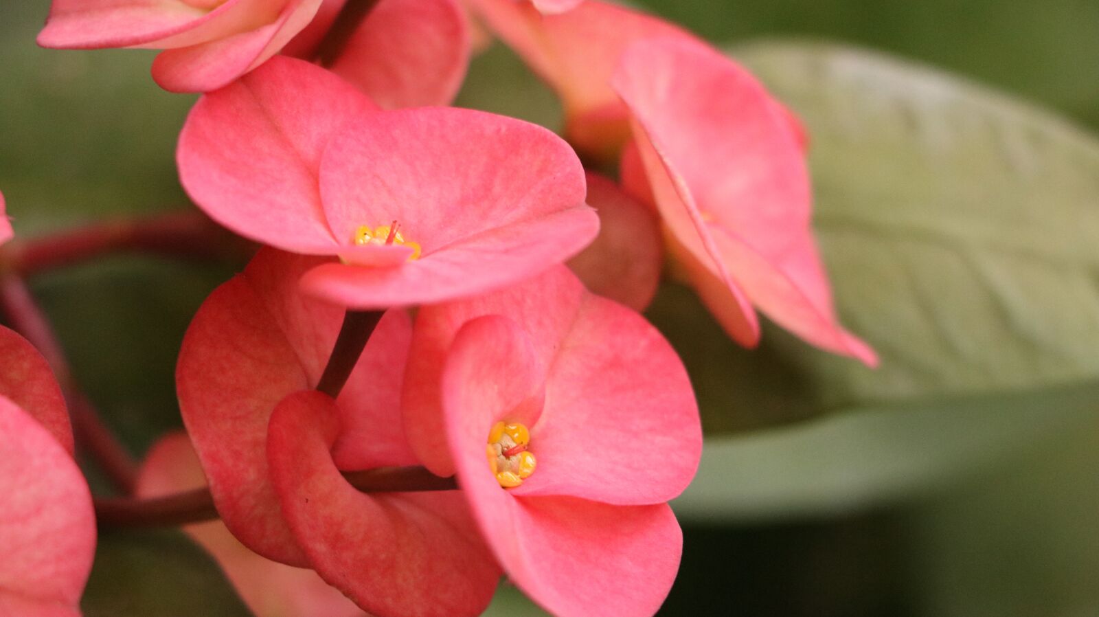 Canon EOS 750D (EOS Rebel T6i / EOS Kiss X8i) sample photo. Flowers, garden, plant photography