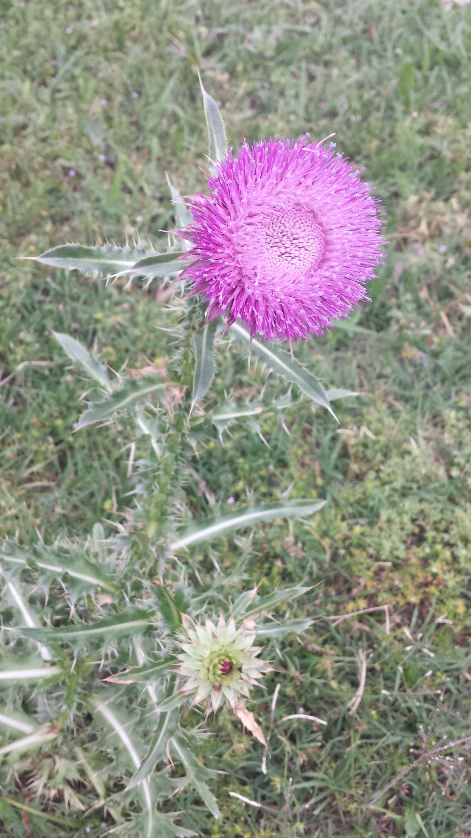 Samsung Galaxy S4 sample photo. Pink, flower, weed photography