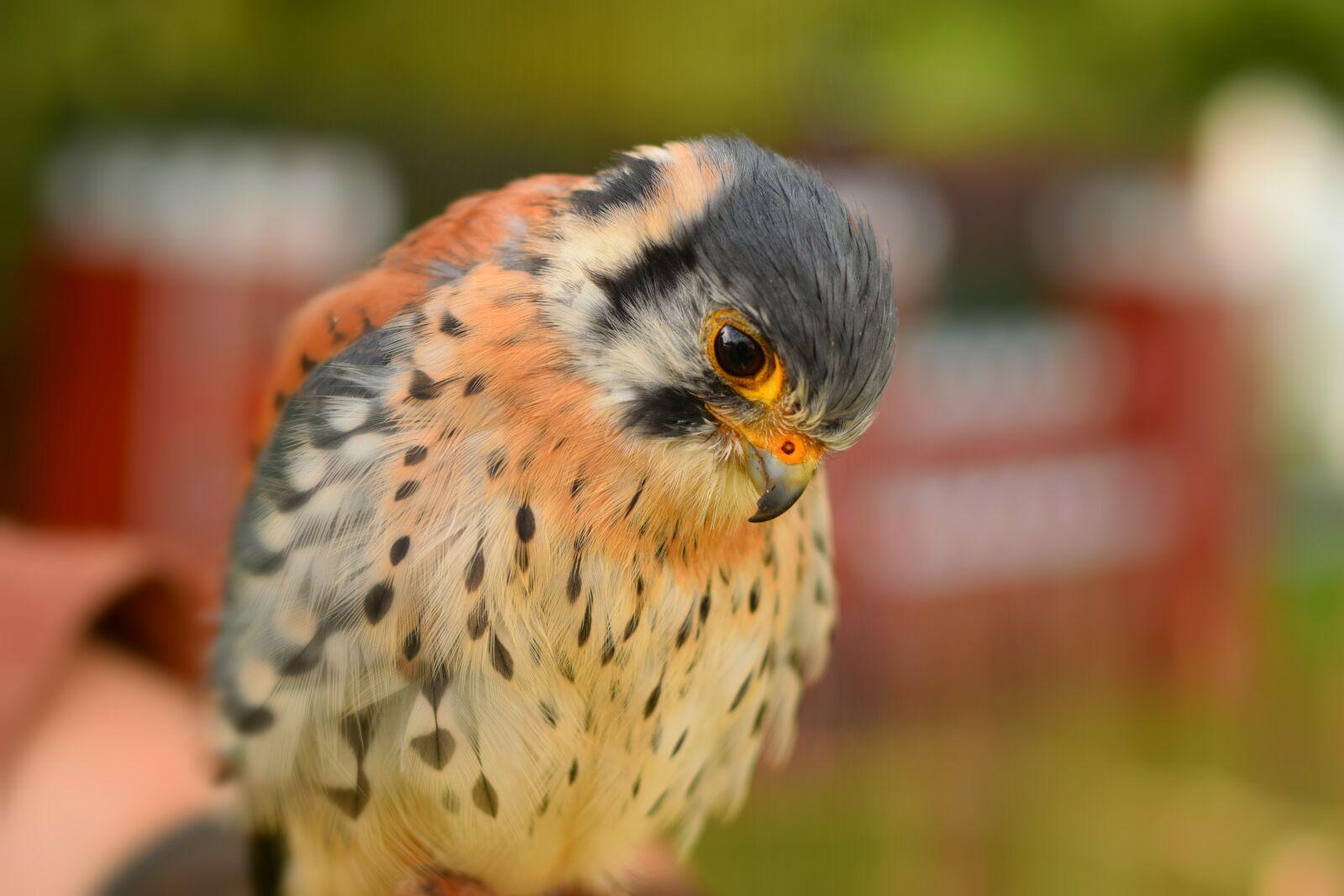 Nikon D3300 sample photo. Animal world, nature, bird photography