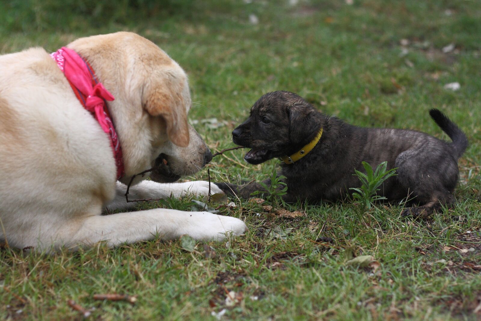 Canon EOS 1000D (EOS Digital Rebel XS / EOS Kiss F) sample photo. Friendship, dogs, pets photography