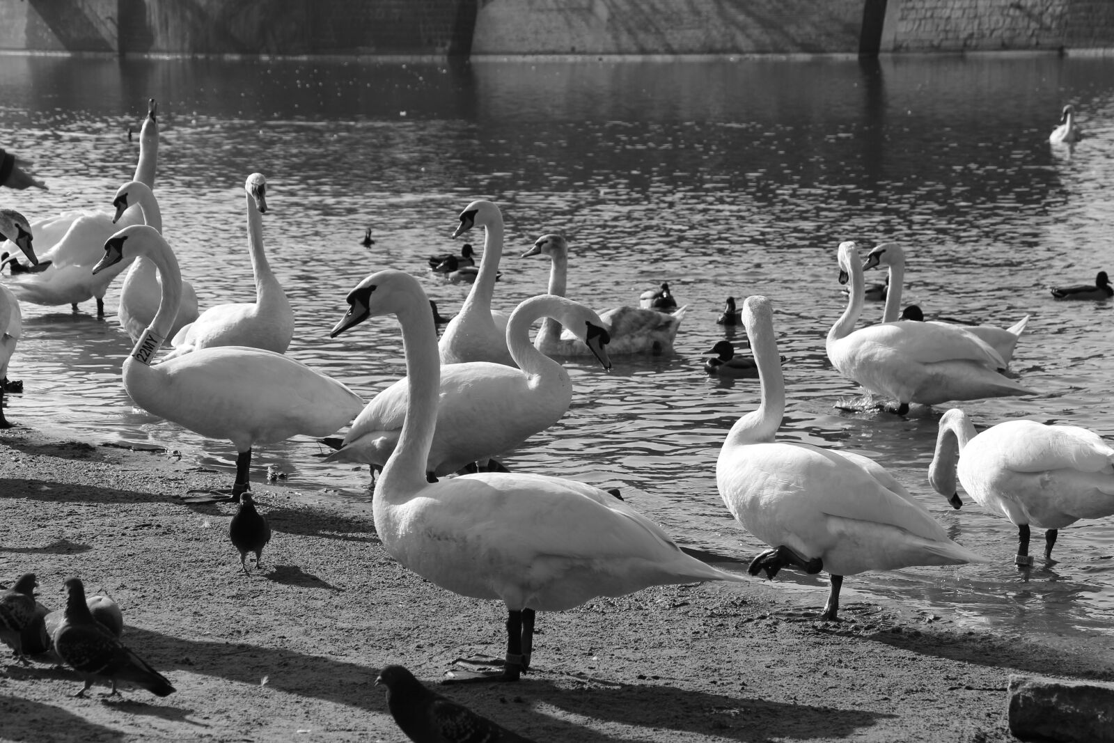 Canon EOS 700D (EOS Rebel T5i / EOS Kiss X7i) sample photo. Bird, water, birds photography