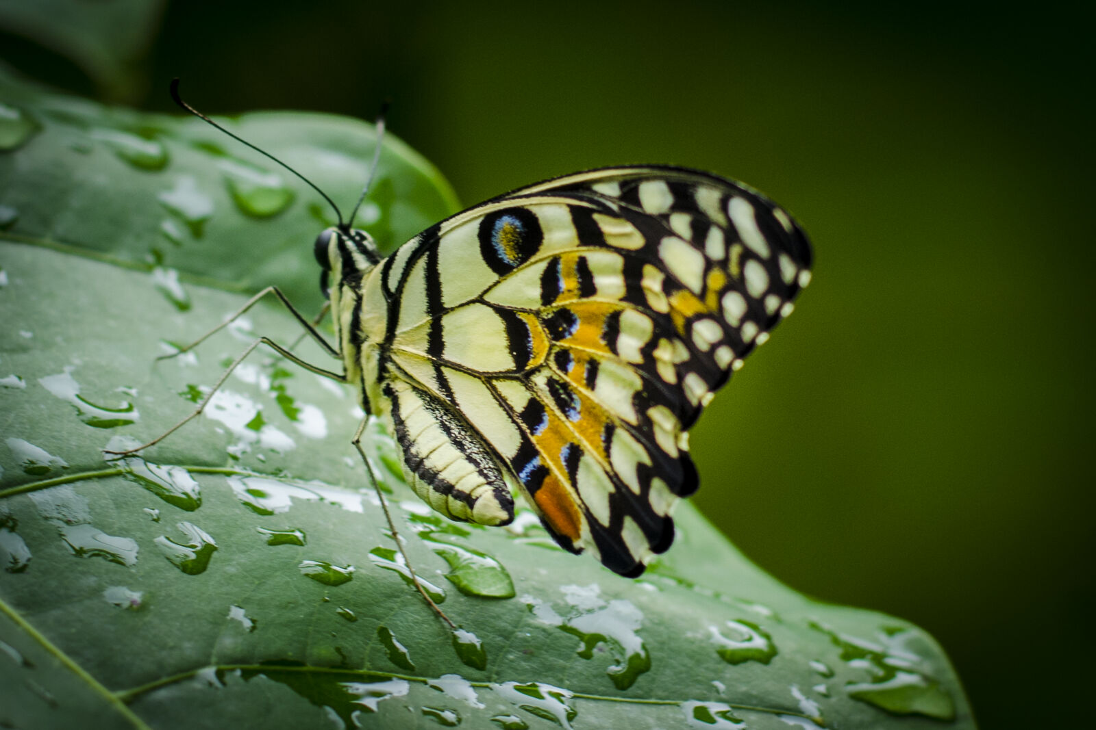 Nikon D7000 sample photo. Butterfly, leaf, rain, drop photography