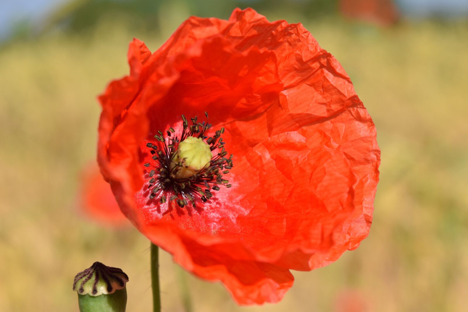 Nikon D3300 sample photo. Poppy flower, red, poppy photography