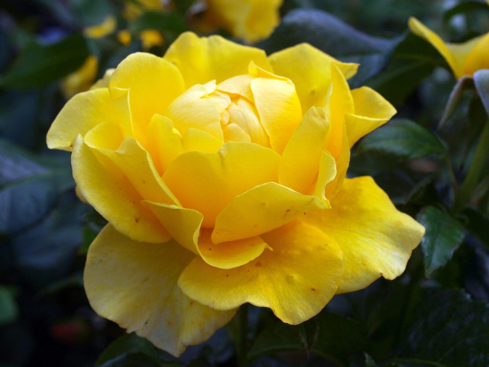 Olympus E-520 (EVOLT E-520) sample photo. Flower, flora, leaf photography