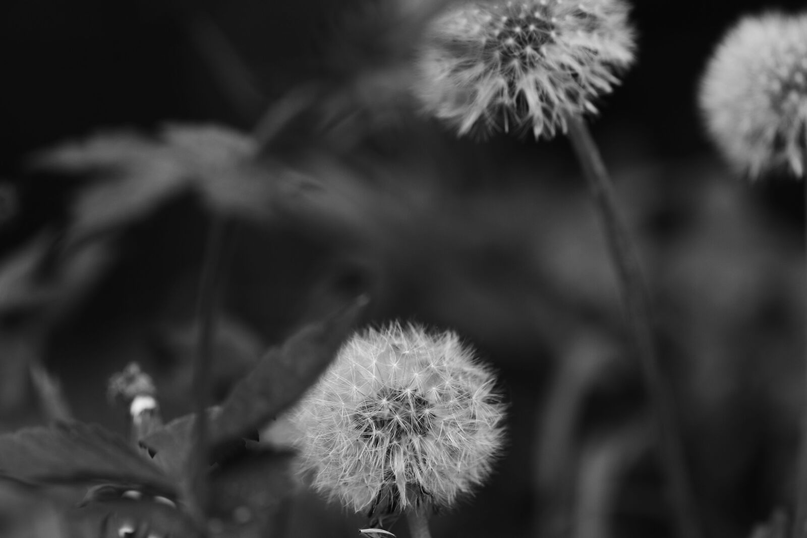 Canon EOS 7D Mark II sample photo. Dandelions, flowers, spring flowers photography