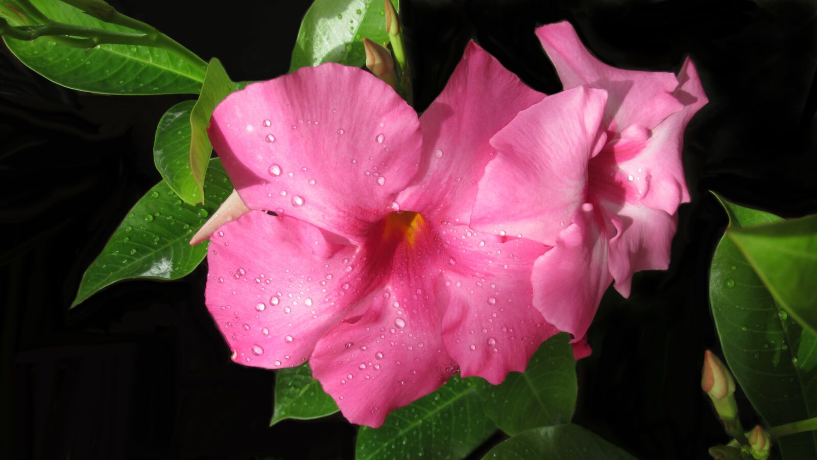 Canon PowerShot SX170 IS sample photo. Flower, pink, tropical photography
