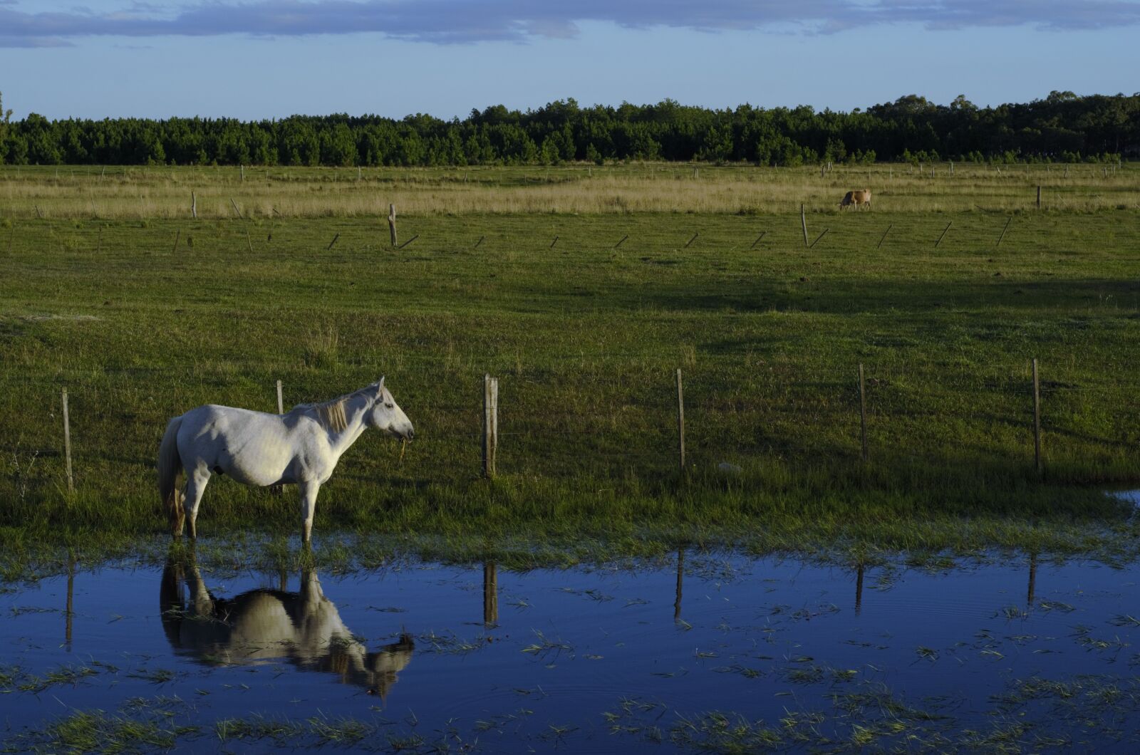 Nikon D7000 sample photo. Horse, pond, field photography