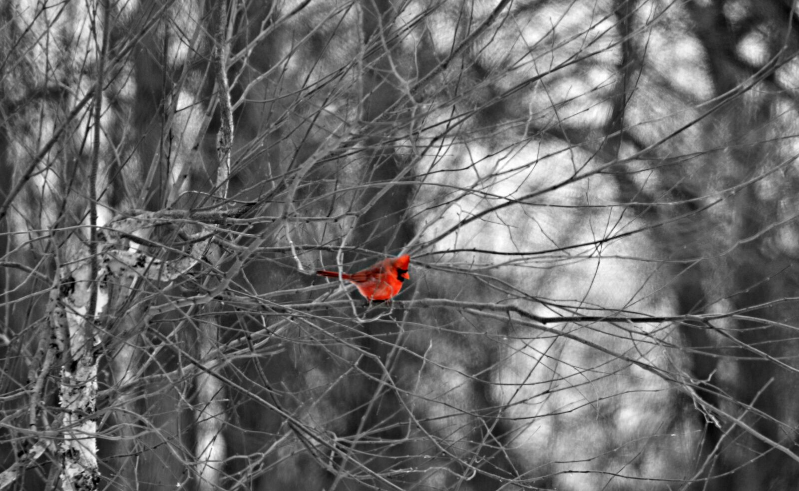 Canon EF 75-300mm f/4-5.6 sample photo. Birds, black, and, white photography