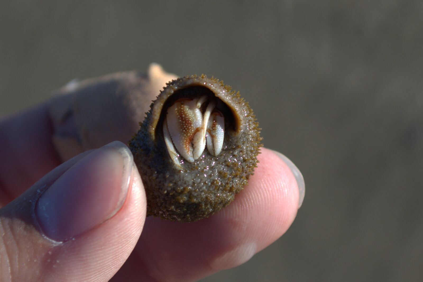 Nikon D5200 sample photo. Hermit crab, snail shell photography