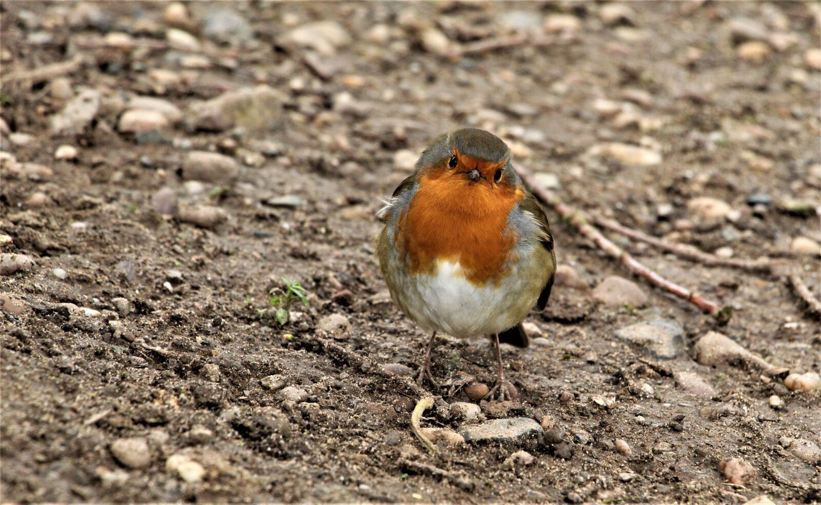 Canon EOS 4000D (EOS Rebel T100 / EOS 3000D) sample photo. Robin, robin redbreast, close photography