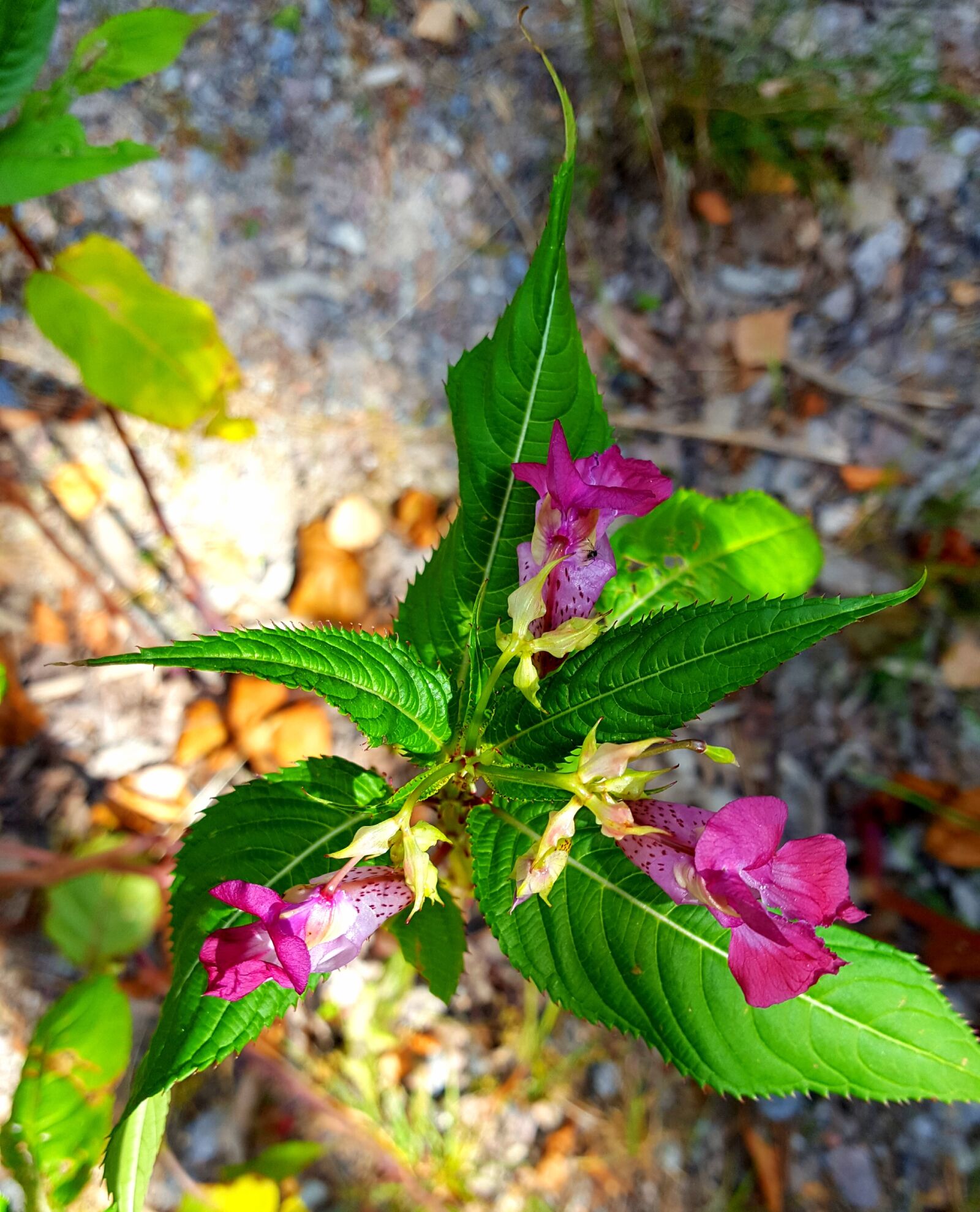 Samsung Galaxy S6 sample photo. Flower, three, green photography