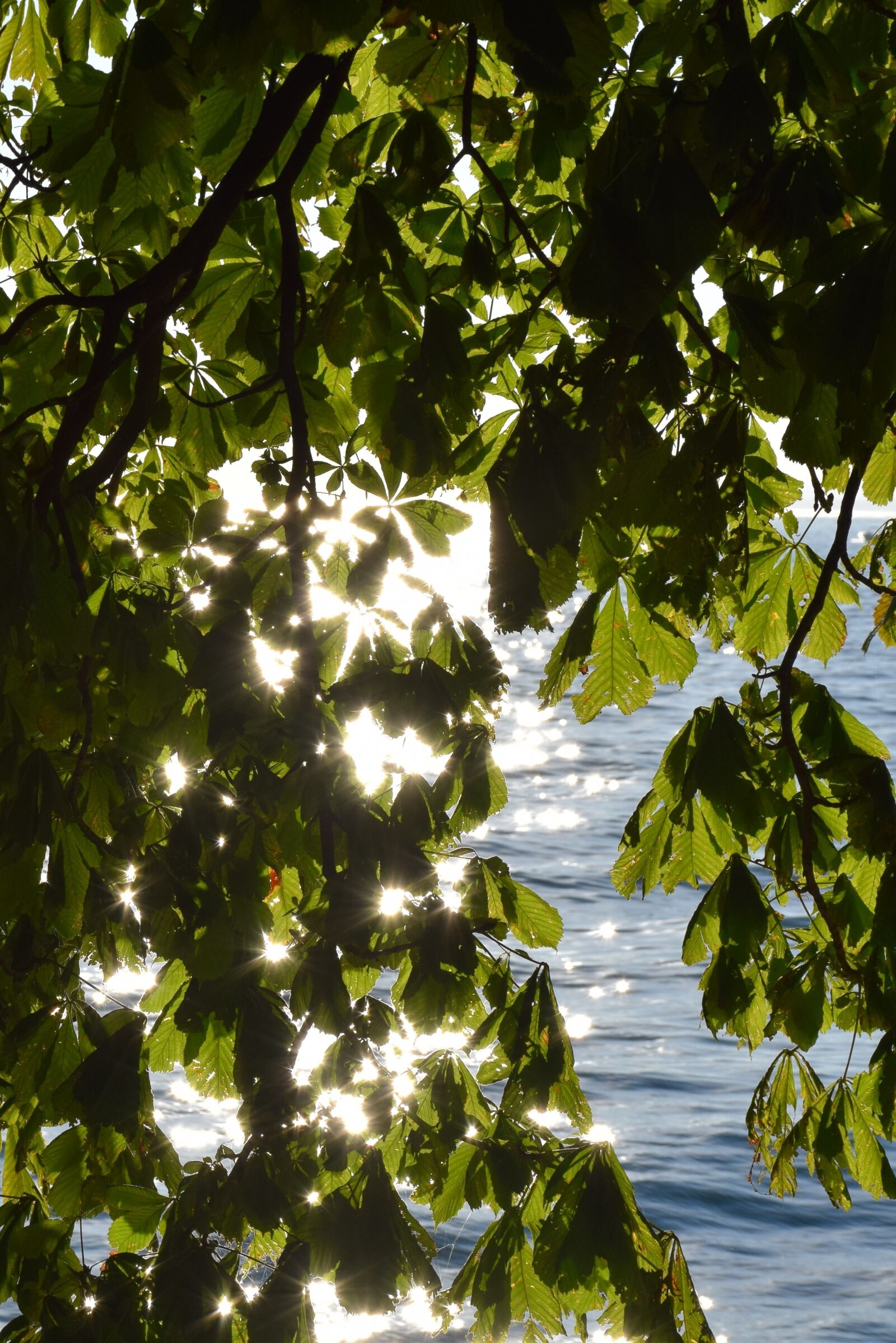 Nikon D5300 sample photo. Sun, water, tree photography