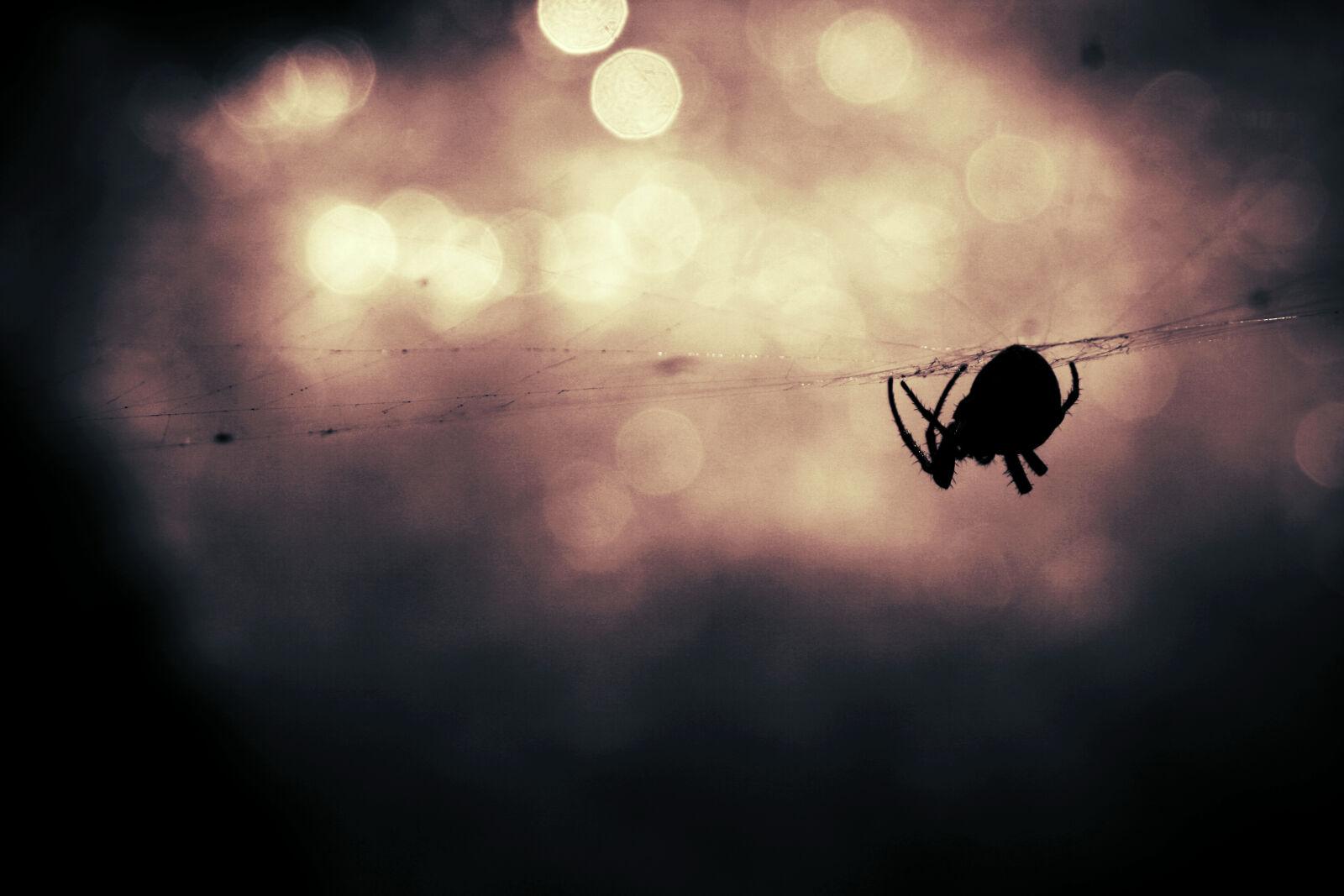 Canon EOS 400D (EOS Digital Rebel XTi / EOS Kiss Digital X) sample photo. Animal, insect, spider, spider photography