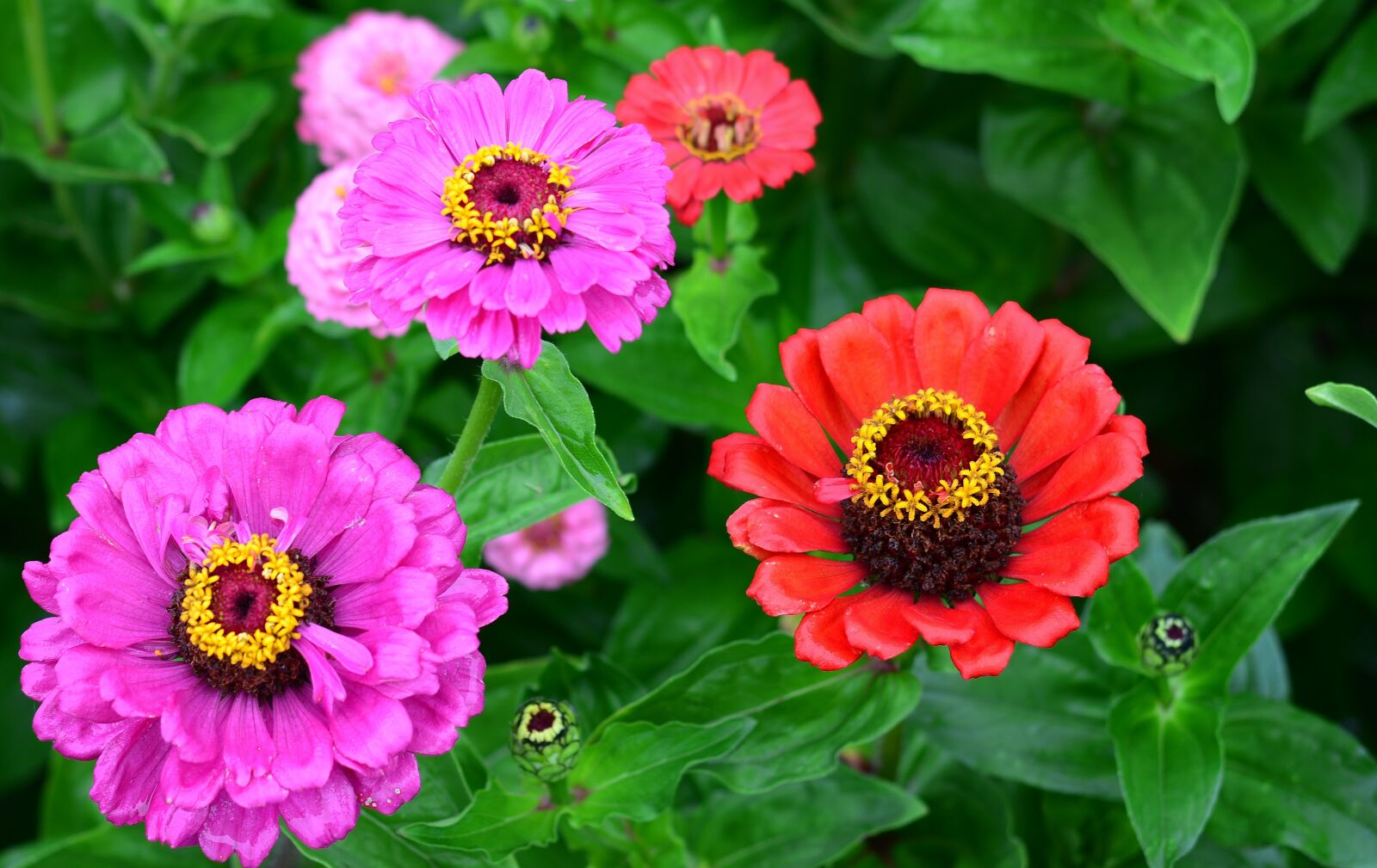 Nikon D5200 sample photo. Flower, zinnia, garden photography