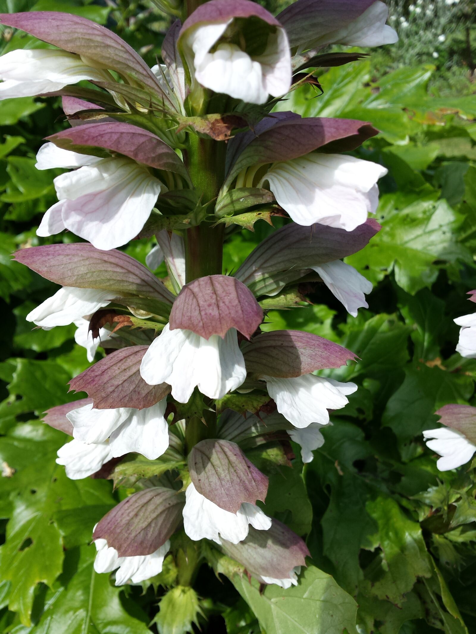 Samsung Galaxy S4 sample photo. Acanthus, white-pink flowers, dark photography