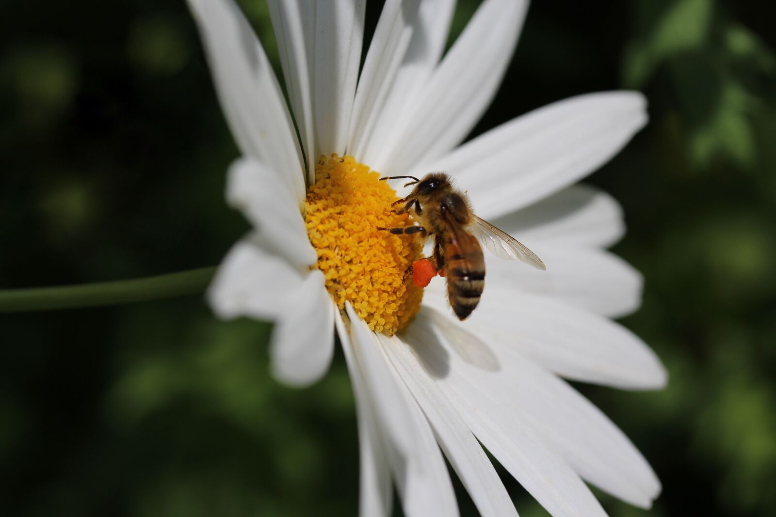 Canon EOS 700D (EOS Rebel T5i / EOS Kiss X7i) + Canon EF-S 60mm F2.8 Macro USM sample photo. Daisy, honey bee, pollination photography