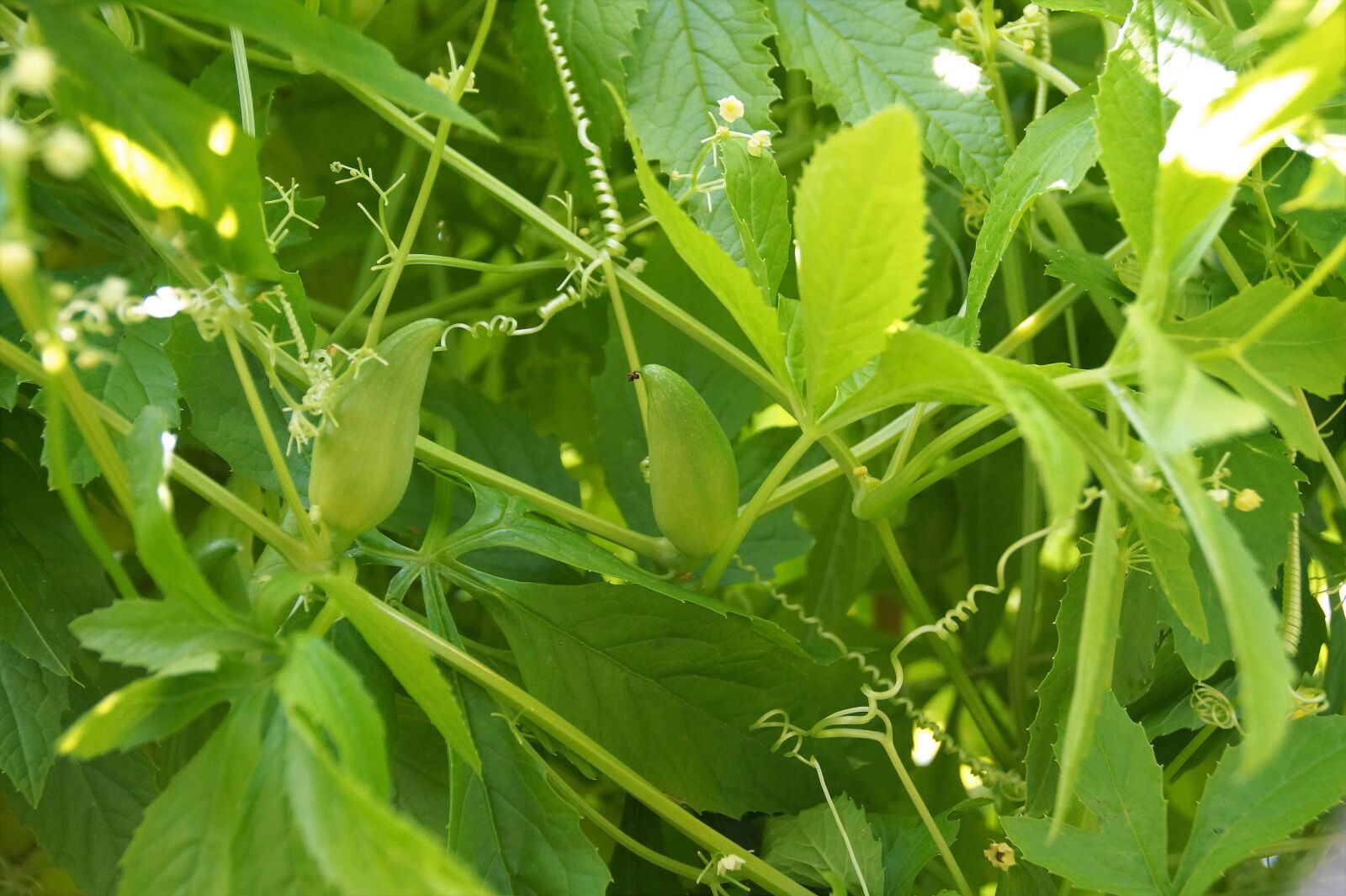 Sony SLT-A58 sample photo. A ok a, plant photography