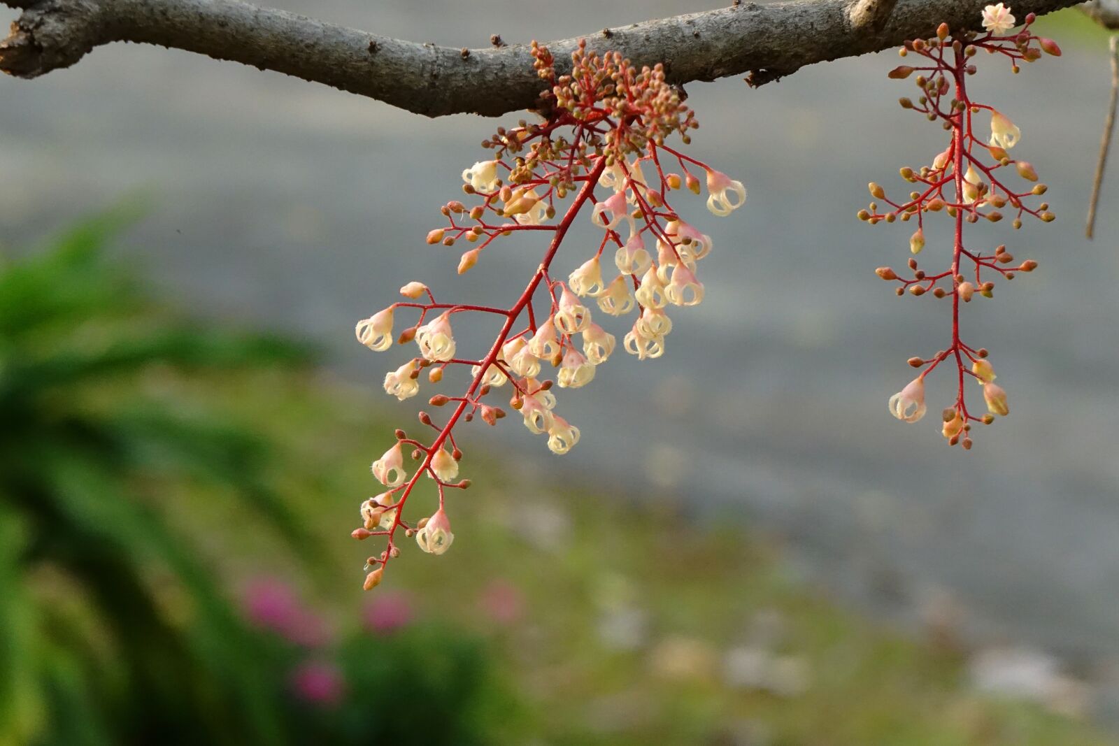 Sony Cyber-shot DSC-RX10 sample photo. Frequency po flowers, fruit photography