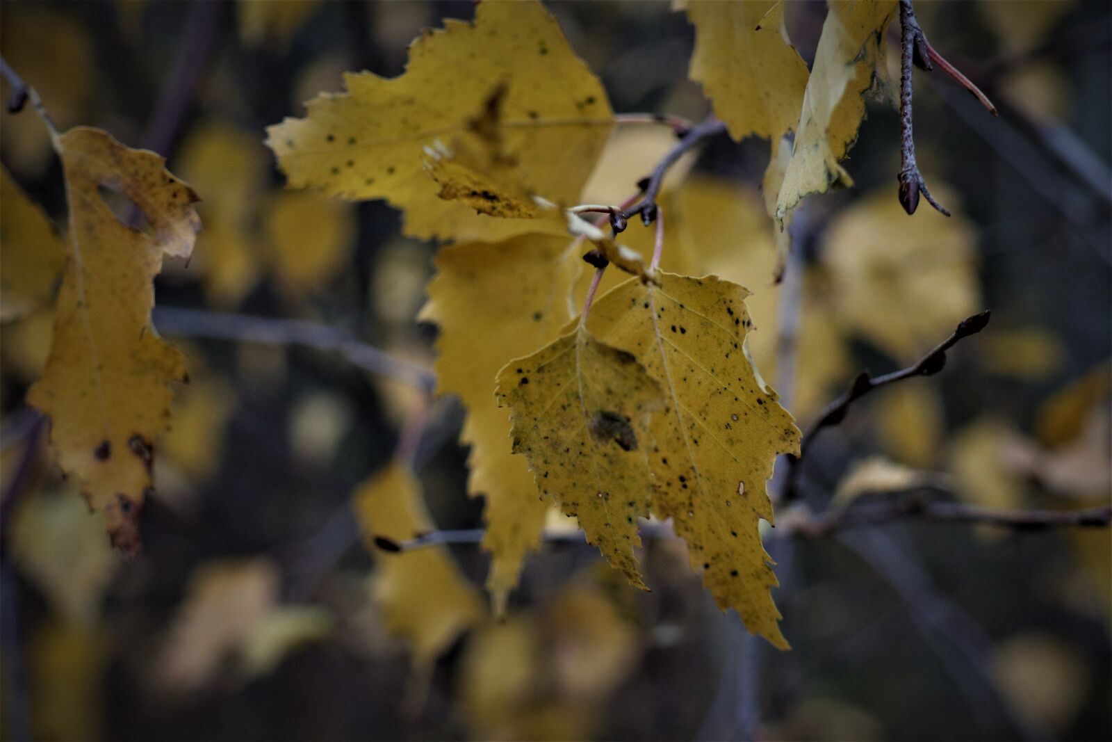 Canon EOS M6 sample photo. Listopadowa, autumn, leaflet photography