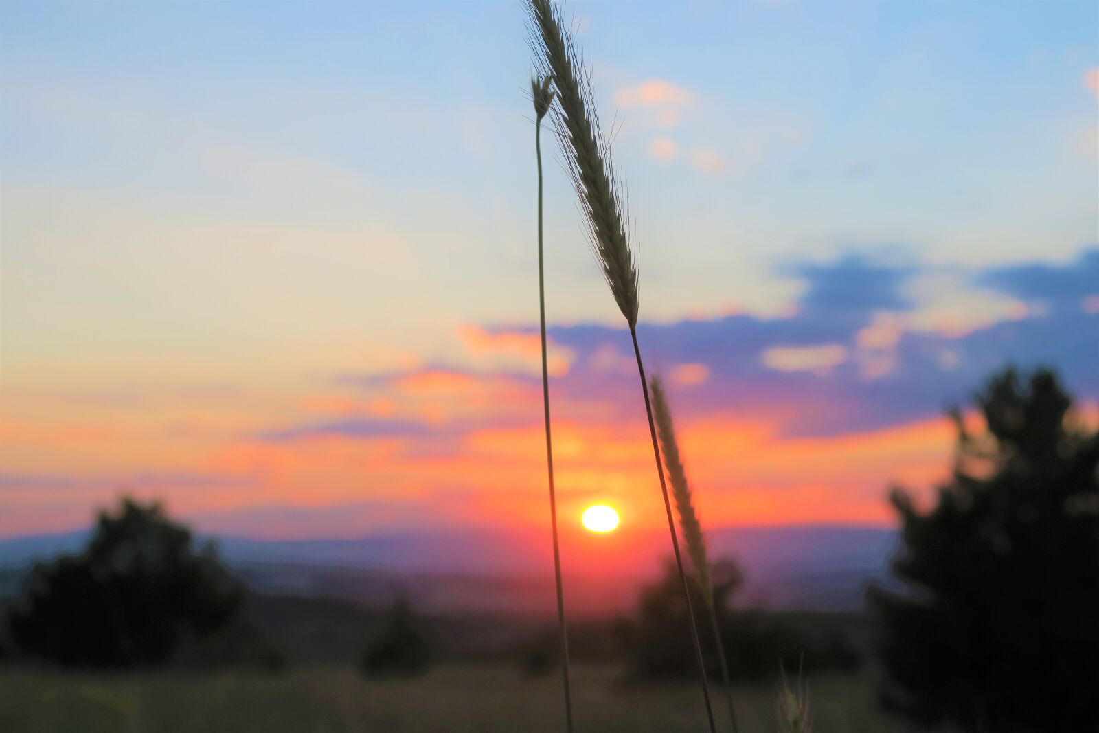 Canon PowerShot G7 X sample photo. Spike, sunset, nature photography