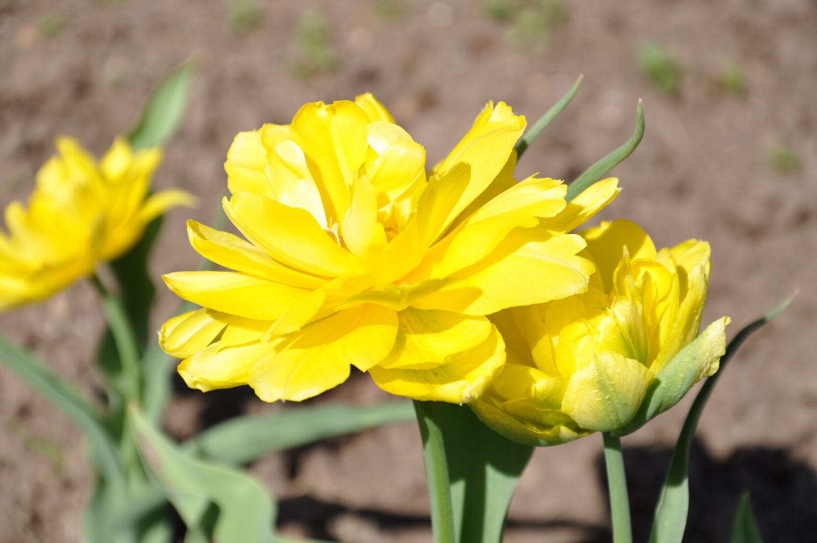 Nikon D90 sample photo. Tulips, yellow, flower photography